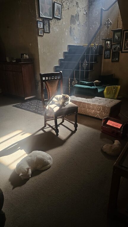 How to Set Up a Cozy and Safe Pet-Friendly Home Corner